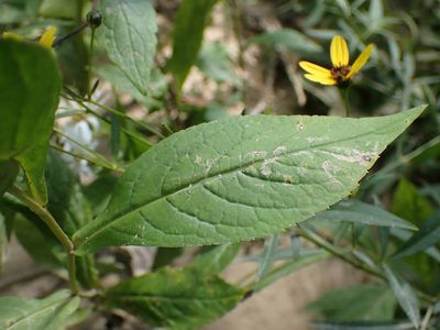 Eurybia saxicastellii, photographed by Evan M. Raskin