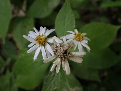 Eurybia saxicastellii, photographed by Evan M. Raskin