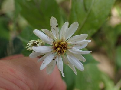 Eurybia saxicastellii, photographed by Evan M. Raskin