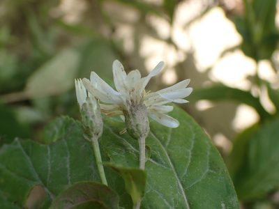Eurybia saxicastellii, photographed by Evan M. Raskin