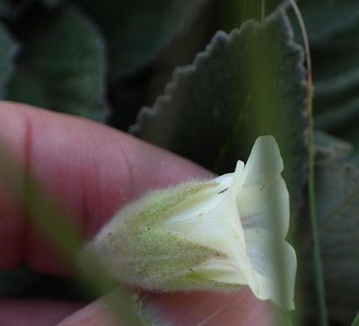 Hermannia geniculata, photographed by Peter Warren
