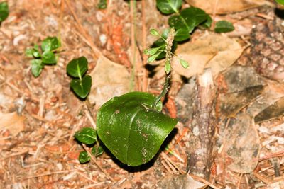 Malaxis unifolia, photographed by Tom Field