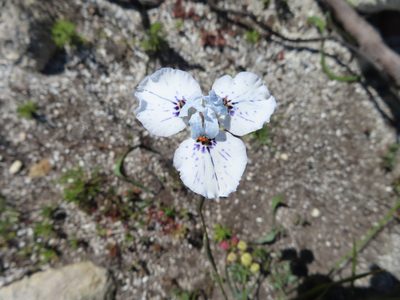 Moraea barnardii, photographed by linkie