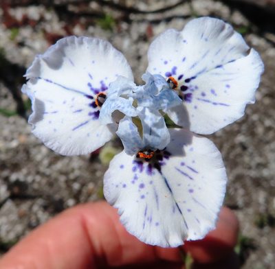 Moraea barnardii, photographed by linkie