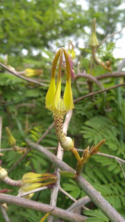 Ceropegia juncea, photographed by Manidip Mandal