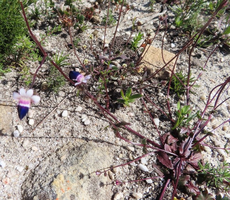 Nemesia barbata, photographed by linkie