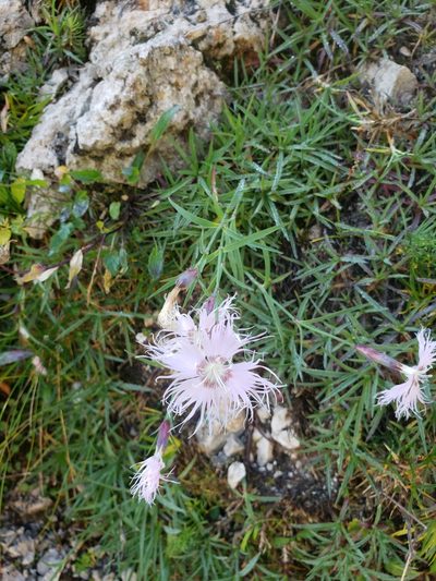 Dianthus sternbergii, photographed by Shaan Aroeste