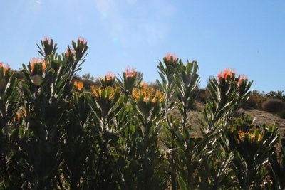 Leucospermum praemorsum, photographed by Tony Rebelo