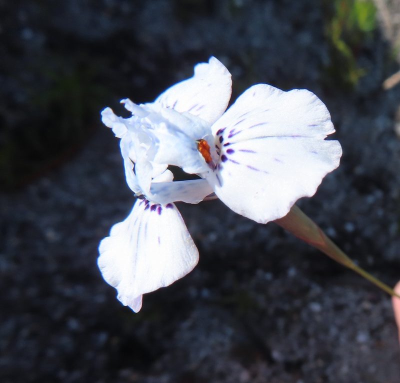 Moraea barnardii, photographed by linkie
