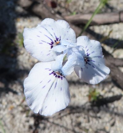 Moraea barnardii, photographed by linkie
