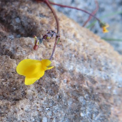 Nemesia pinnata, photographed by linkie