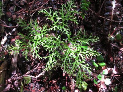 Sceptridium biforme, photographed by John Barkla