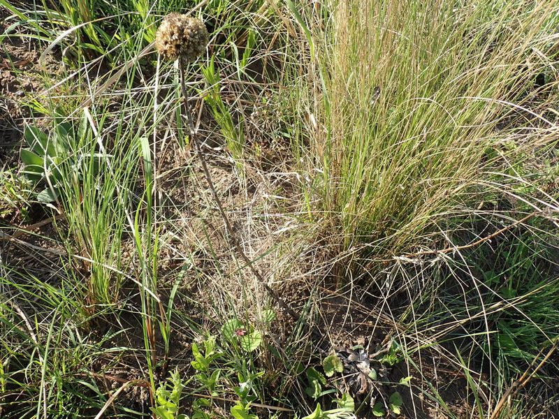 Helichrysum auriceps, photographed by Mahomed Desai