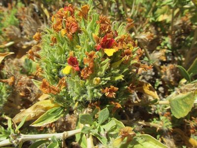 Petalidium setosum, photographed by Caroline Voget