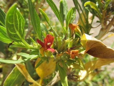 Petalidium setosum, photographed by Caroline Voget