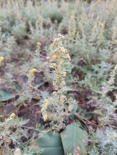 Artemisia pontica, photographed by Zoltán Nagy