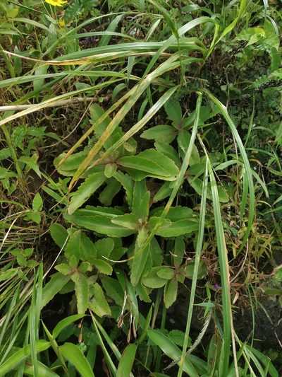 Kalanchoe olivacea, photographed by S.MORE