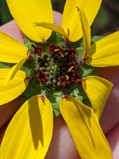 Berlandiera betonicifolia, photographed by Alison Northup