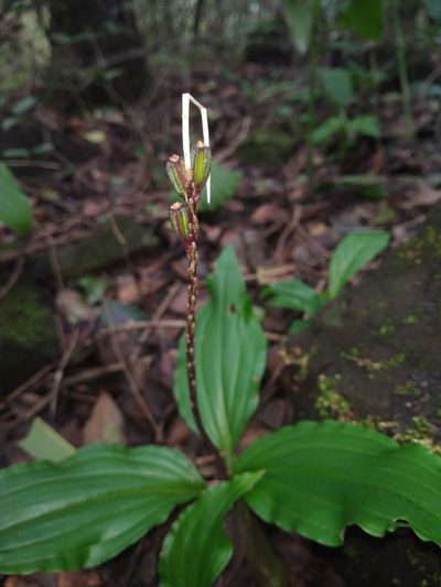 Crepidium versicolor, photographed by S.MORE