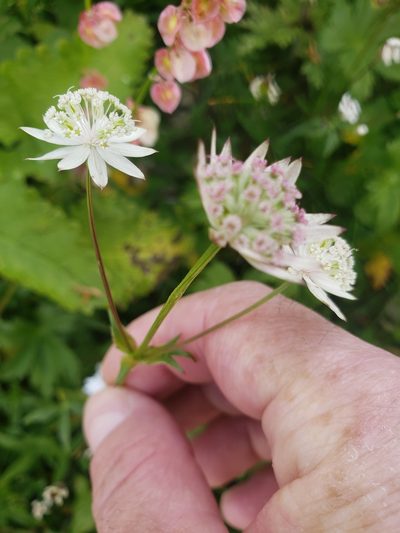 Astrantia bavarica, photographed by Shaan Aroeste