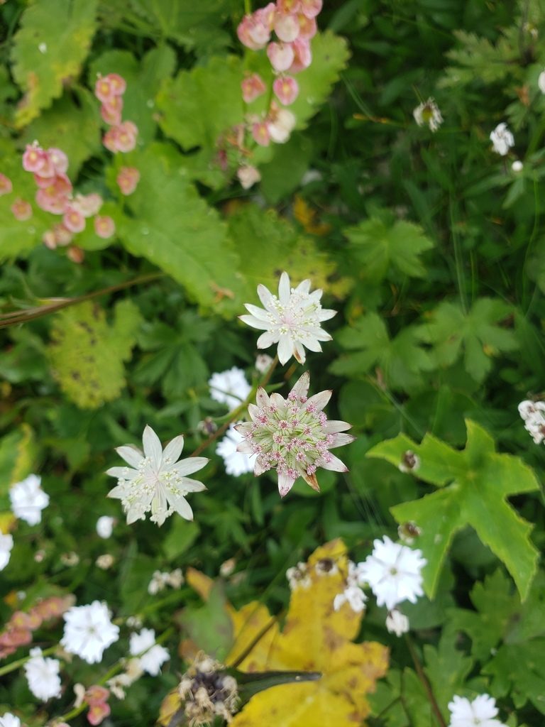 Astrantia bavarica, photographed by Shaan Aroeste