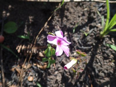 Oxalis smithiana, photographed by Mahomed Desai