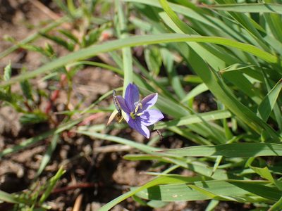 Aristea abyssinica, photographed by Mahomed Desai