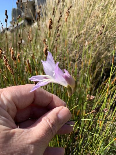Gladiolus blommesteinii, photographed by Dave Richardson