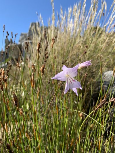 Gladiolus blommesteinii, photographed by Dave Richardson