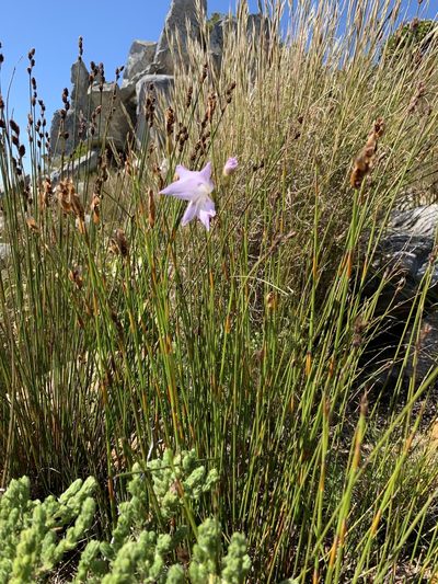 Gladiolus blommesteinii, photographed by Dave Richardson