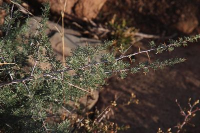 Asparagus glaucus, photographed by Tony Rebelo