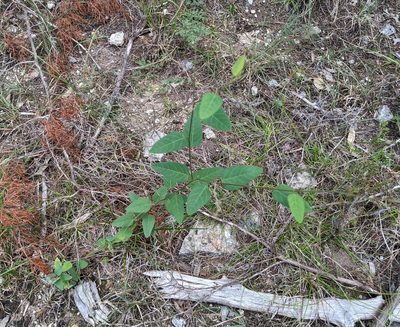 Desmodium psilophyllum, photographed by Alison Northup