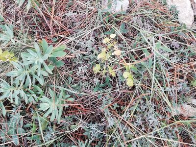 Euphorbia petrophila, photographed by Татьяна Максимова