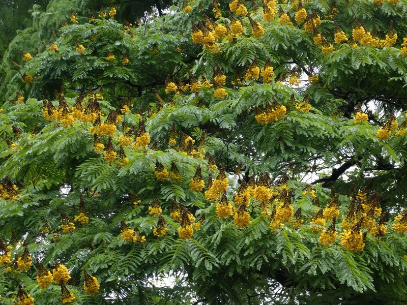 Cenostigma pluviosum, photographed by Bruno Henrique Aranda