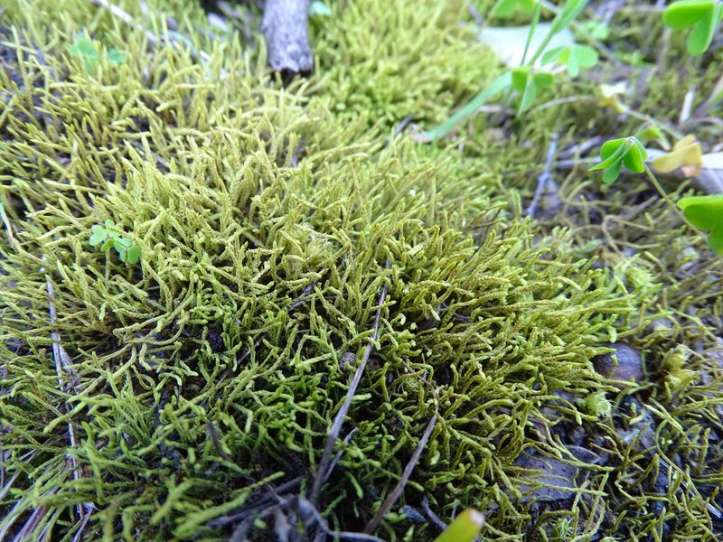 Triquetrella tristicha, photographed by Shaun Swanepoel