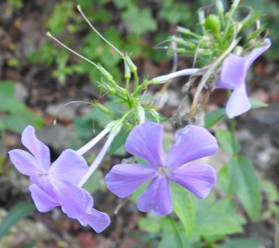 Phlox paniculata, photographed by saltyhiker