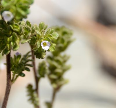Phacelia cumingii, photographed by Nicolás Villaseca Merino