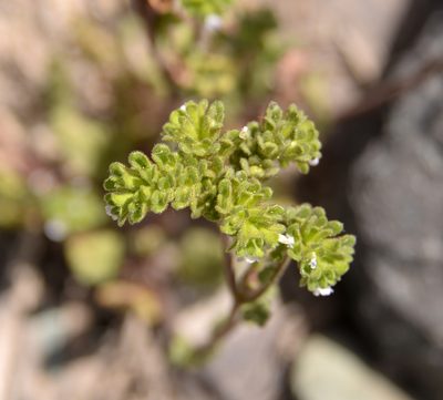 Phacelia cumingii, photographed by Nicolás Villaseca Merino