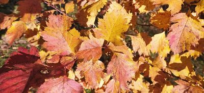 Crataegus sanguinea, photographed by Алексей Ябс