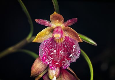 Epidendrum cottoniiflorum, photographed by Daniel Mesa