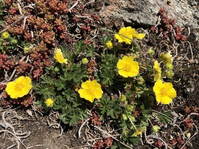 Potentilla pusilla, photographed by Jason Grant