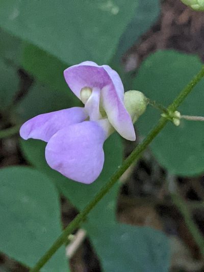 Phaseolus texensis, photographed by Alison Northup