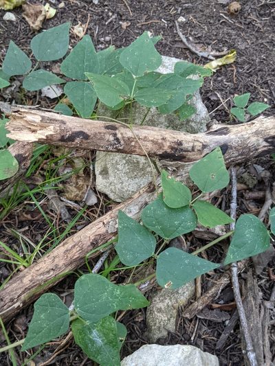 Phaseolus texensis, photographed by Alison Northup