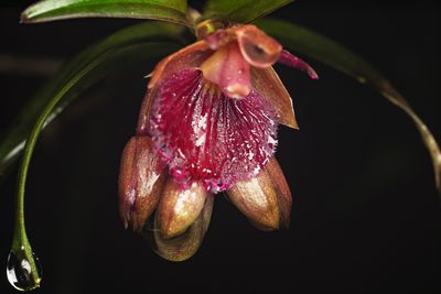 Epidendrum cottoniiflorum, photographed by Daniel Mesa