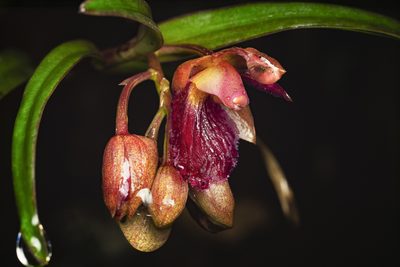Epidendrum cottoniiflorum, photographed by Daniel Mesa