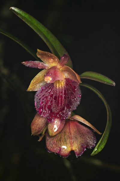 Epidendrum cottoniiflorum, photographed by Daniel Mesa