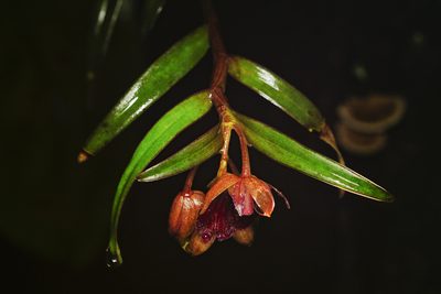 Epidendrum cottoniiflorum, photographed by Daniel Mesa
