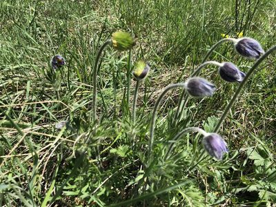 Pulsatilla montana, photographed by Jason Grant