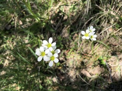 Saxifraga bulbifera, photographed by Jason Grant