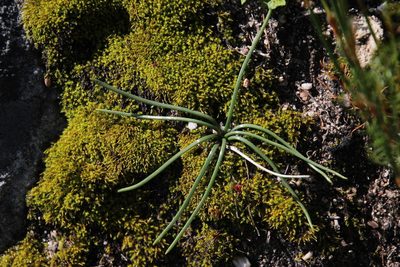 Rhadamanthus convallarioides, photographed by Tony Rebelo